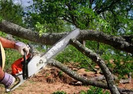 Best Tree Removal  in Bay Park, NY