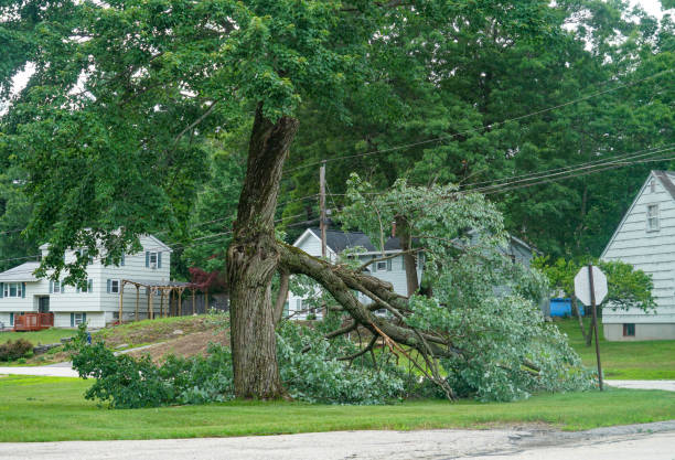 Best Hazardous Tree Removal  in Bay Park, NY