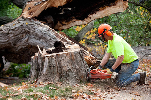 Best Firewood Processing and Delivery  in Bay Park, NY