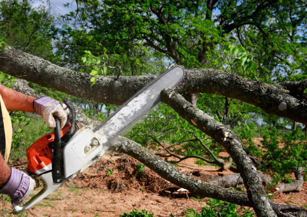 Best Tree Preservation Services  in Bay Park, NY